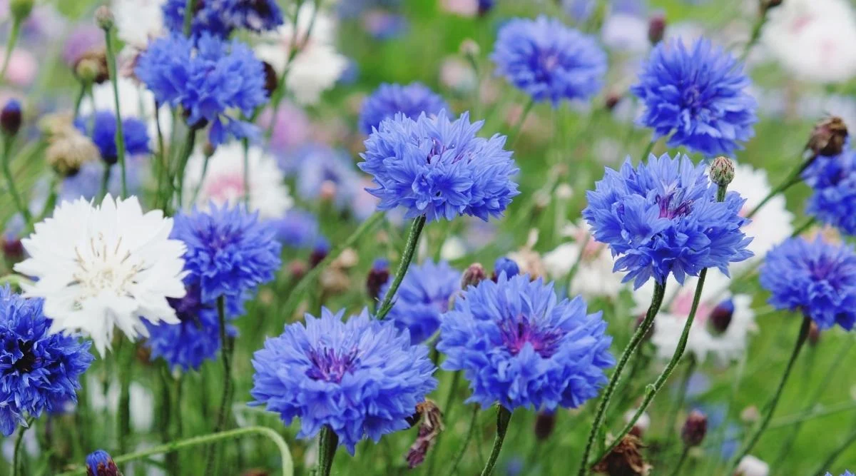 Василёк синий