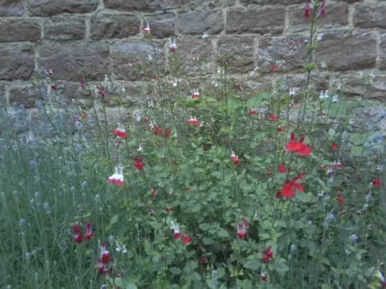 Обзор VTech KidiZoom Duo FX: дешевая и прочная детская камера фото