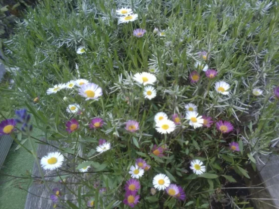 Обзор VTech KidiZoom Duo FX: дешевая и прочная детская камера фото