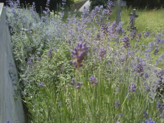 Обзор VTech KidiZoom Duo FX: дешевая и прочная детская камера фото