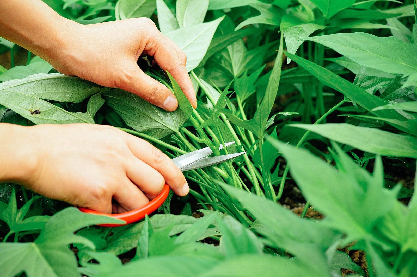 выращивание овощей