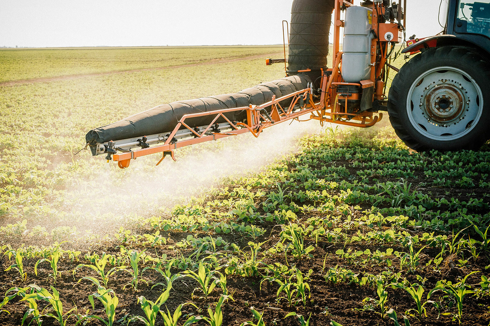 выращивание овощей