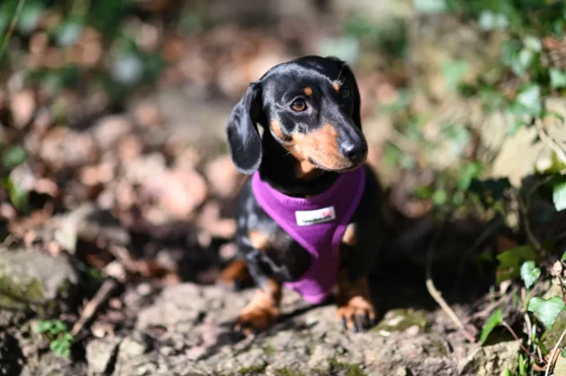 зеркальные камеры