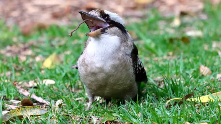 зеркальные камеры