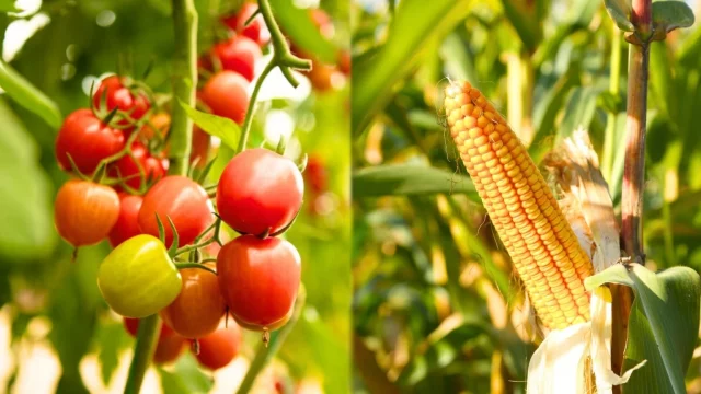 11 овощей, которые нельзя сажать рядом