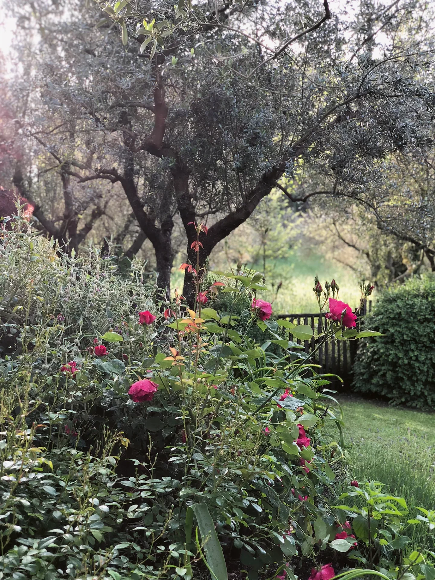 Итальянский бунт: как Арабелла Леннокс-Бойд создала рай в каменных джунглях