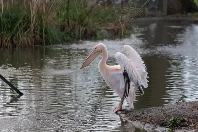 Panasonic Lumix S1R II-3