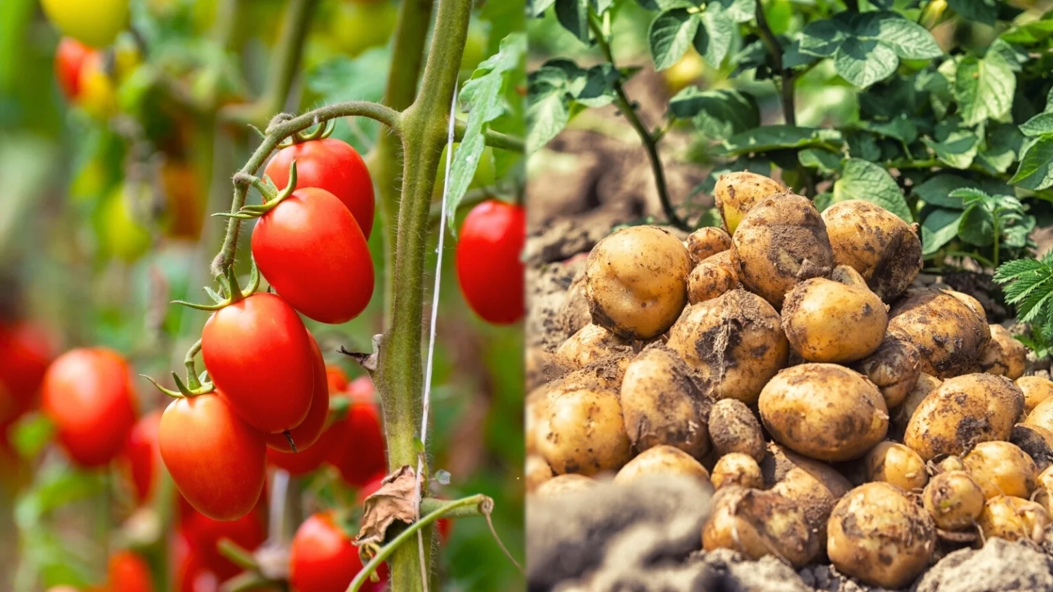 Помидоры и картофель
