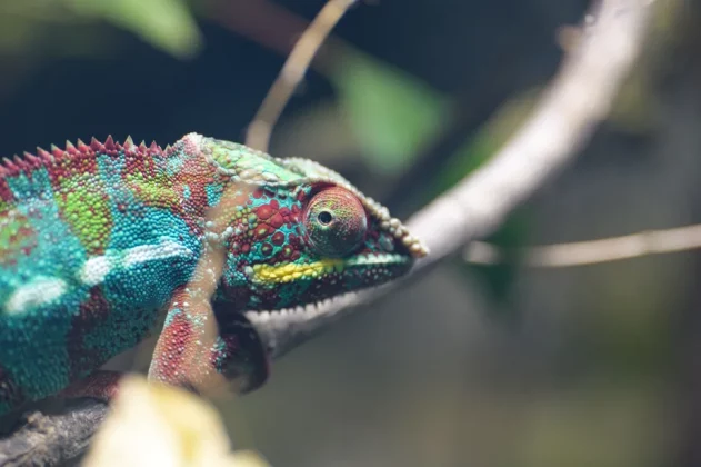 Panasonic Lumix S1R II-4