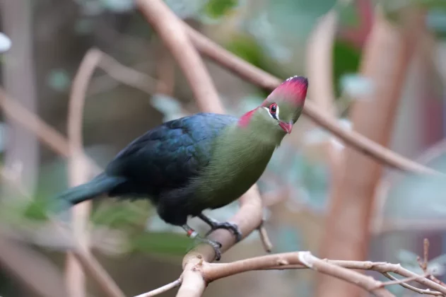 Panasonic Lumix S1R II-5