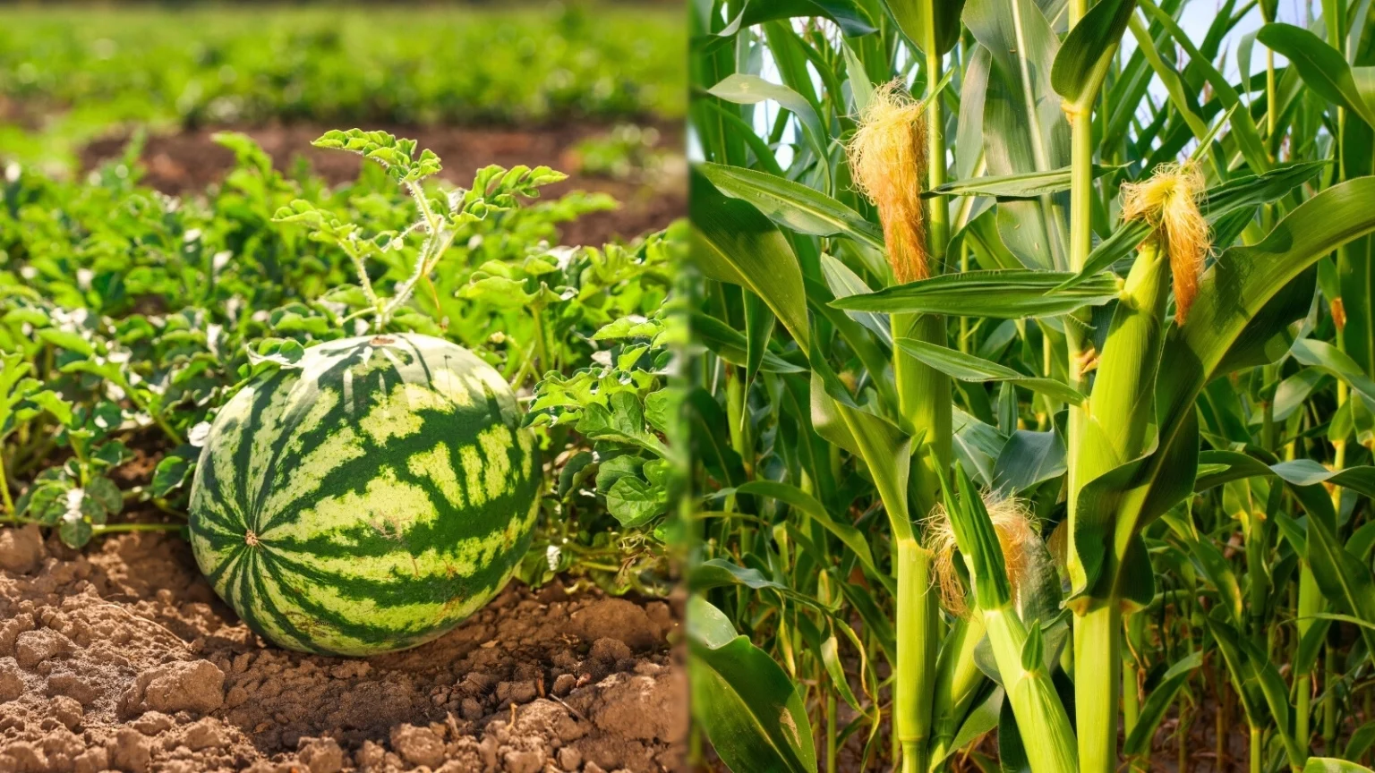 Арбуз и кукуруза