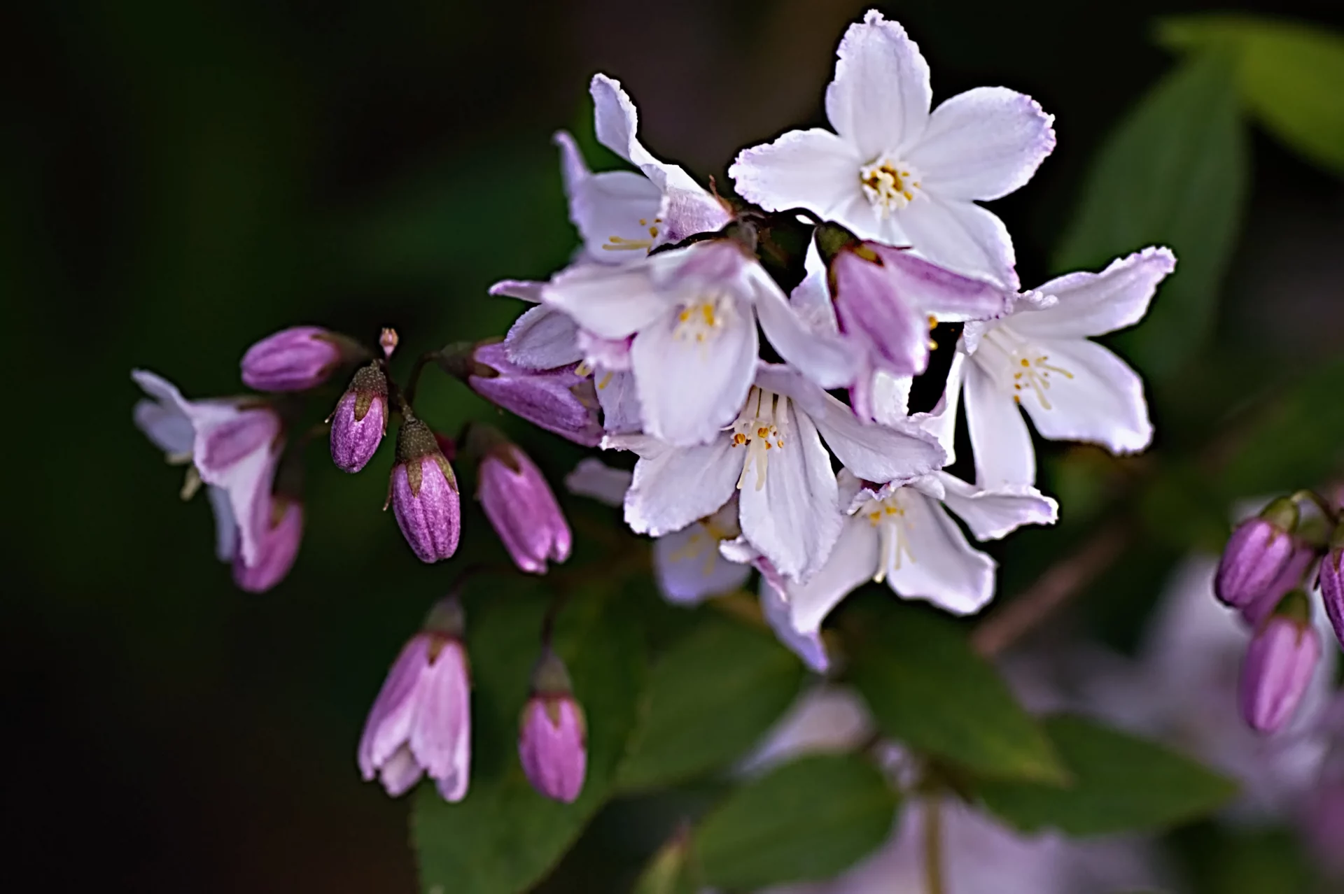 Дейция Возвращение дейций: почему эти кустарники снова в моде