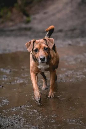 Sigma 28-70mm f/2.8 DG DN | C-4