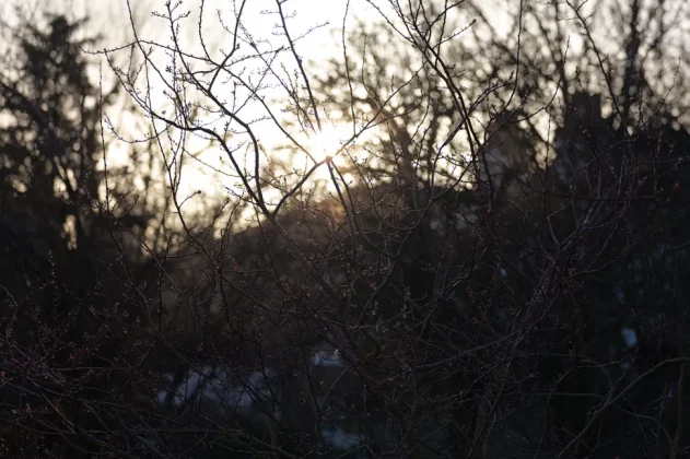 Panasonic Lumix S1R II-8