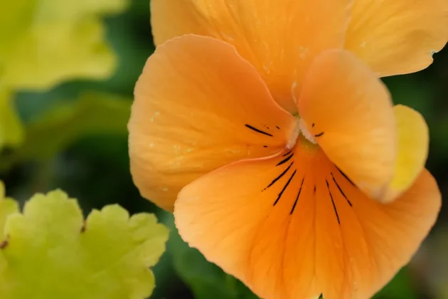 Fujifilm XF 70-300 mm F4-5.6 R LM OIS WR-4