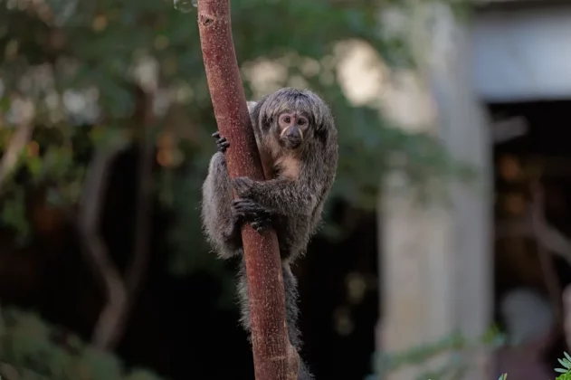 Panasonic Lumix S1R II-9