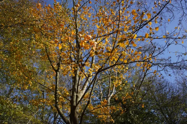 Sony FE 28-60mm f/4-5.6-4