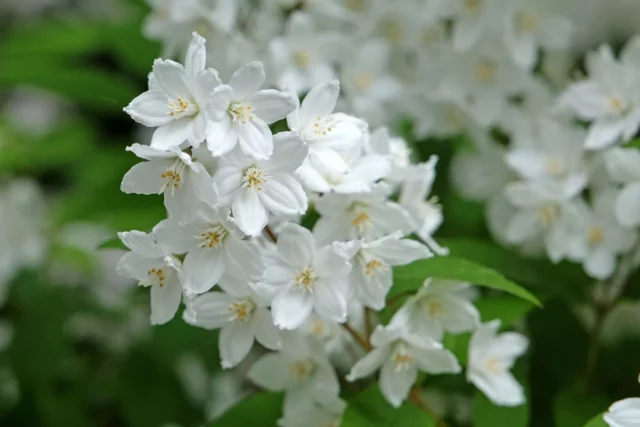 Дейция Возвращение дейций: почему эти кустарники снова в моде