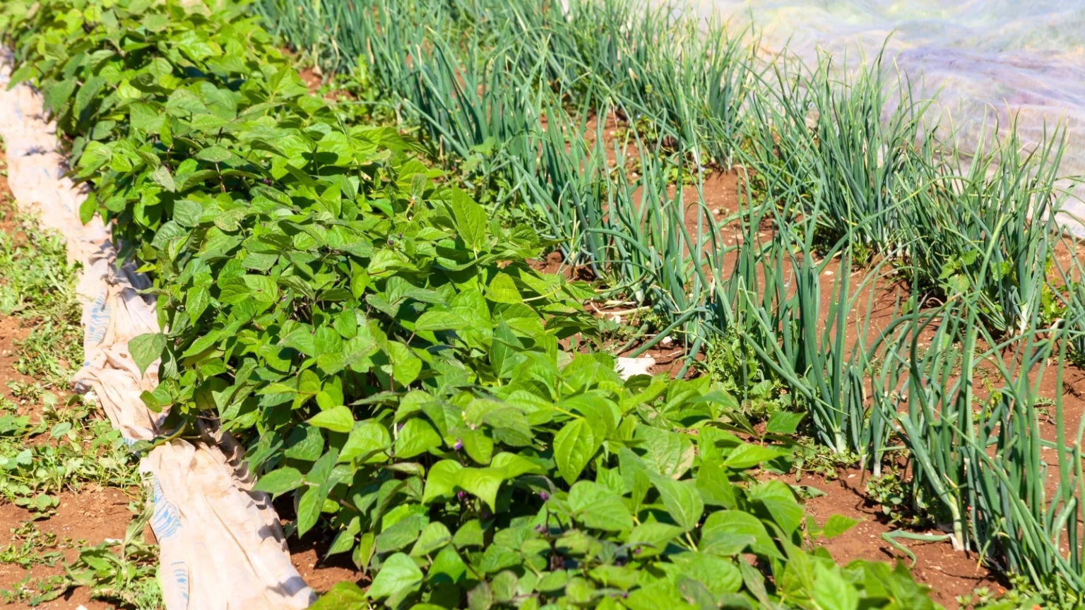 Фасоль с луком