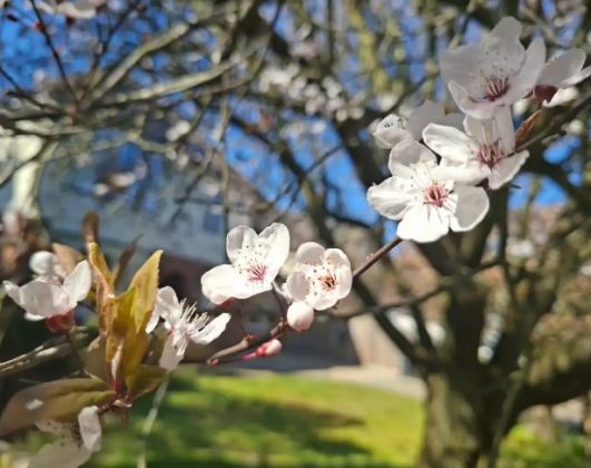 Обзор Samsung Galaxy A56: похудел и стал умнее фото