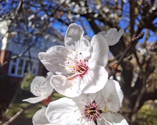 Обзор Samsung Galaxy A56: похудел и стал умнее фото