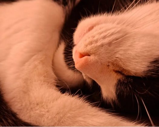 Обзор Samsung Galaxy A56: похудел и стал умнее фото