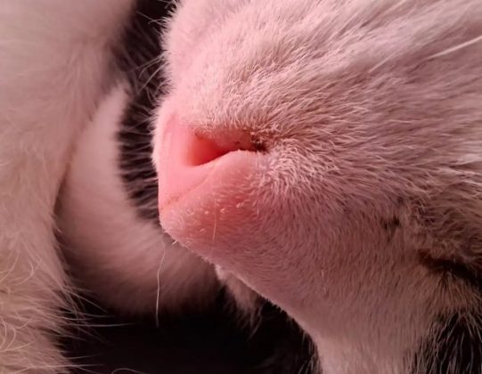 Обзор Samsung Galaxy A56: похудел и стал умнее фото