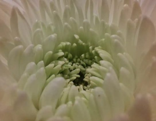 Обзор Samsung Galaxy A56: похудел и стал умнее фото