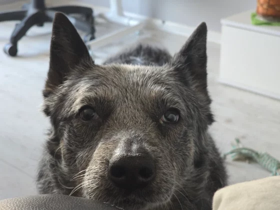 Мне плевать на телефоны 2025 года, я пользуюсь этой старой жемчужиной