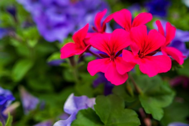 Nikon Z DX 24mm f/1.7