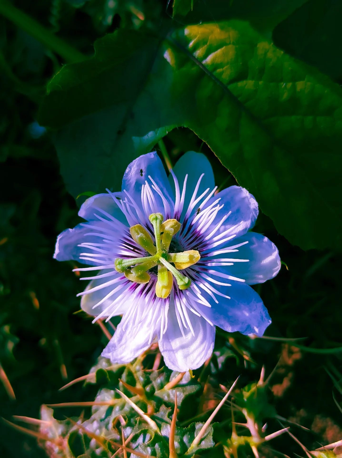 Пассифлора: секреты выращивания экзотической лианы дома