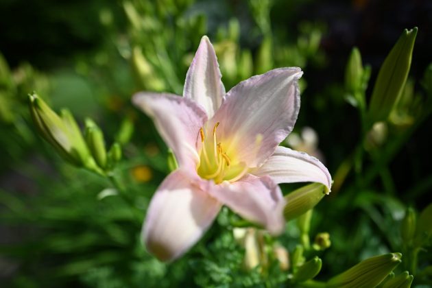 Nikon Z 20 мм f/1.8 S