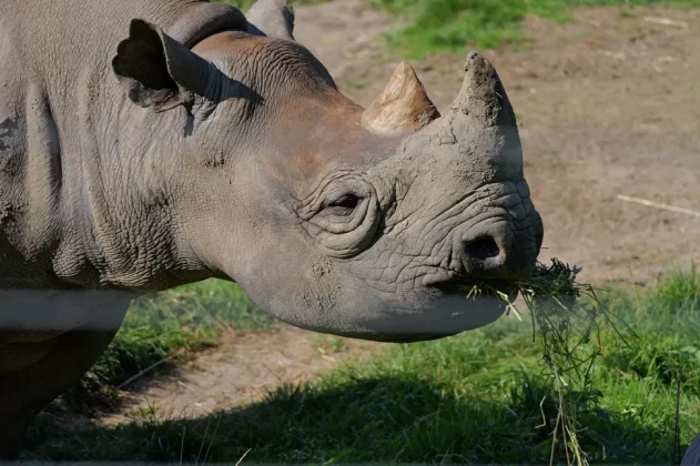 Panasonic Lumix G9 II-3