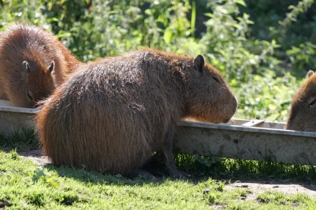 Panasonic Lumix G9 II-4