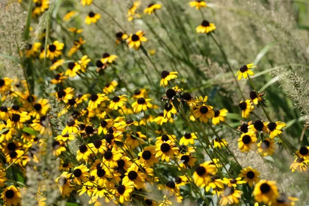 Fujifilm XF 50-140mm f/2.8 R LM OIS WR-6