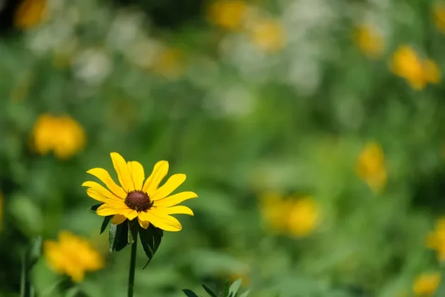 Fujifilm XF 50-140mm f/2.8 R LM OIS WR-7