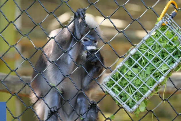 Panasonic Lumix G9 II-7