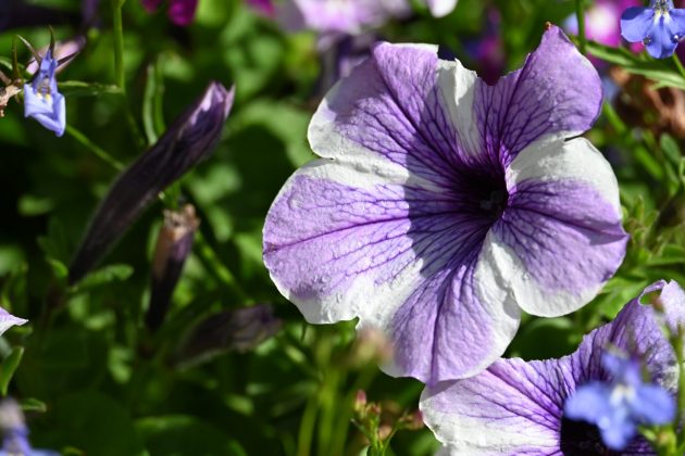 Nikon Z DX 50-250 мм f/4.5-6.3 VR