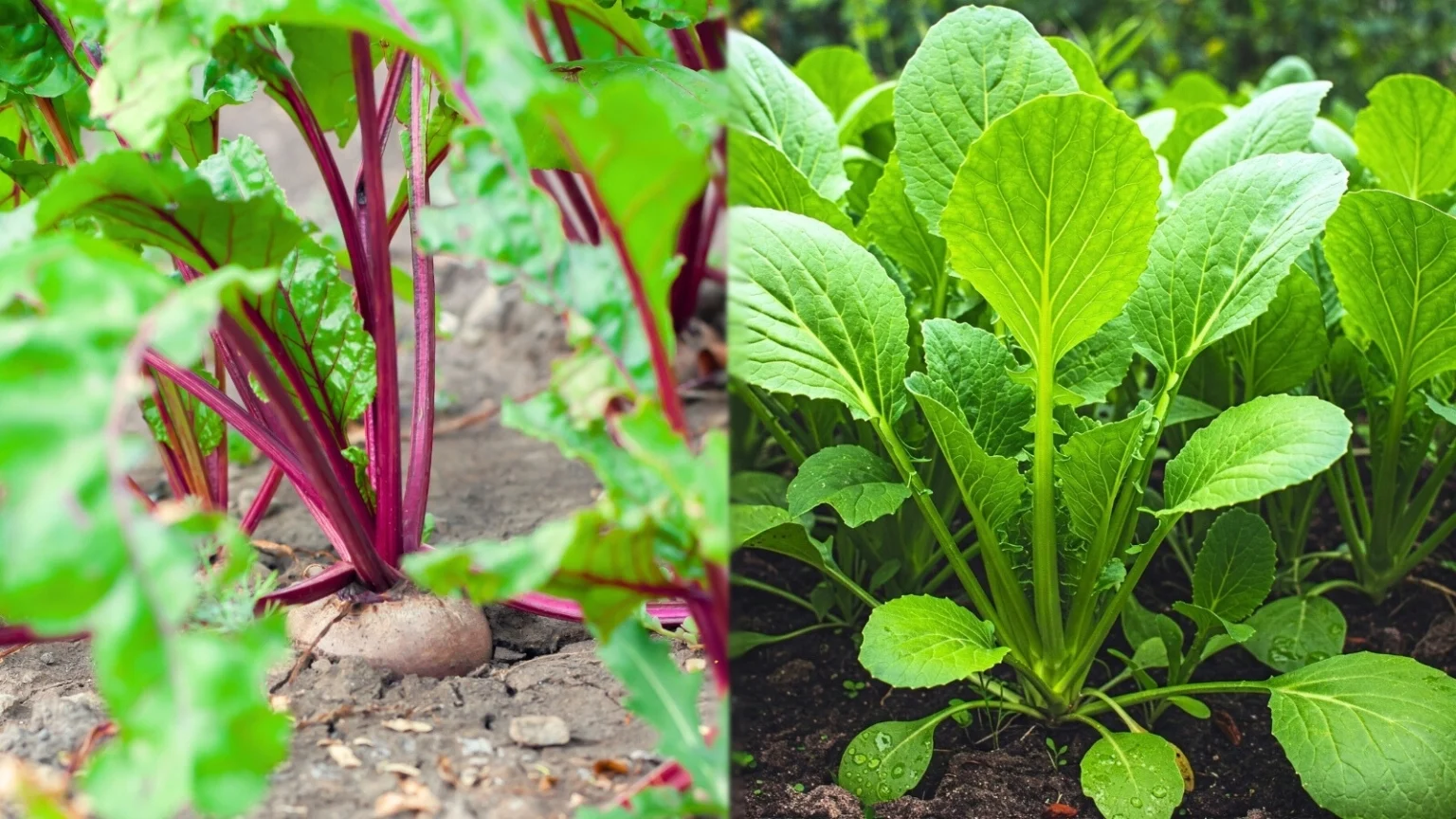 Свекла и горчица