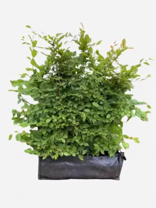 Сад для отдыха круглый год: идеи обустройства и развлечений-3