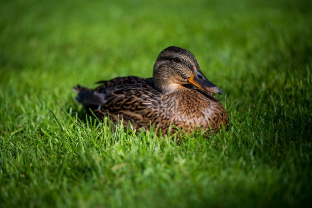 Nikon Z 70-180mm f/2.8