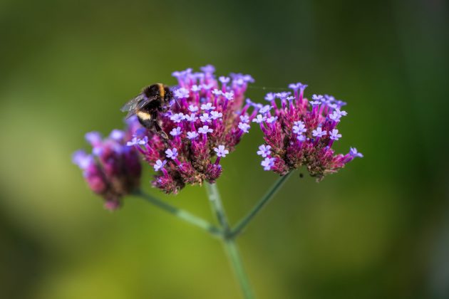 Nikon Z 70-180mm f/2.8