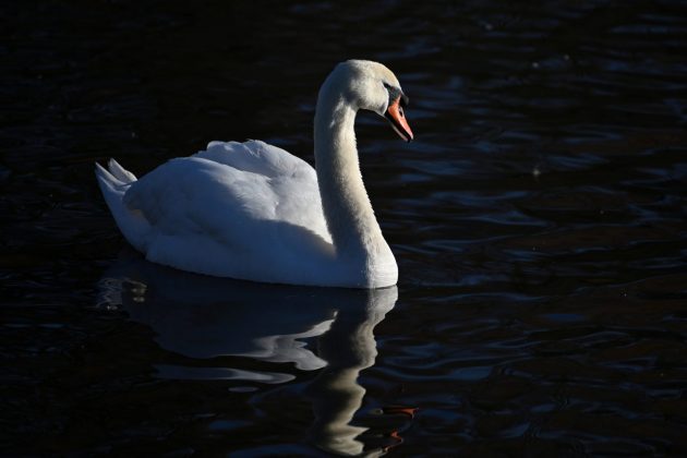 Nikon Z 100-400mm f/4.5-5.6 VR S