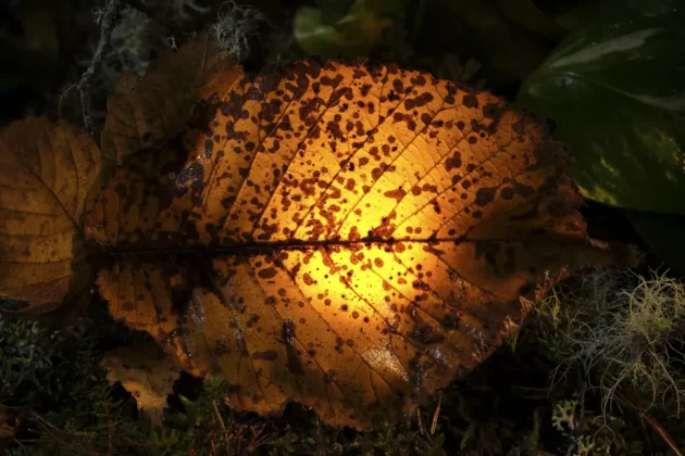 Fujifilm XF 30mm f/2.8 R LM WR Macro-3