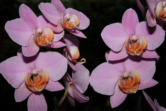 Sigma 56mm f/1.4 DC DN Contemporary-4