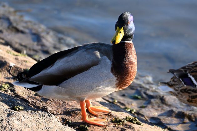 Nikon Z 100-400mm f/4.5-5.6 VR S