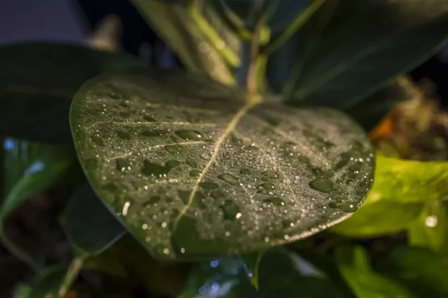 Fujifilm XF 30mm f/2.8 R LM WR Macro-4