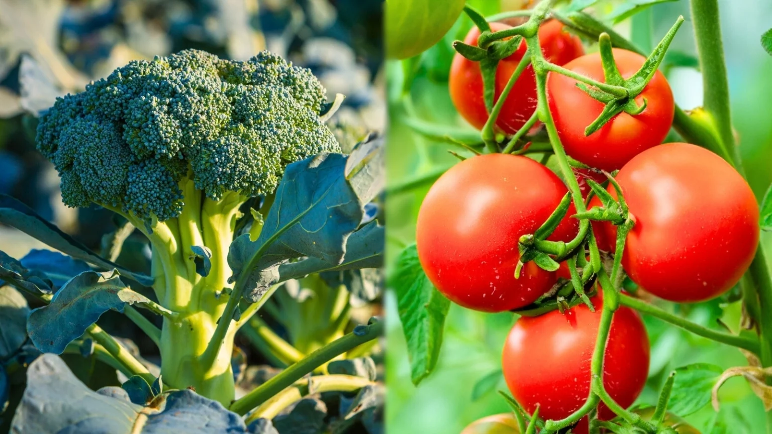 Брокколи и помидоры