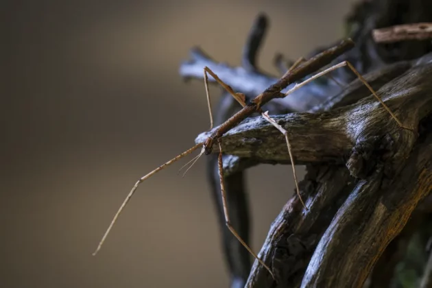 Fujifilm XF 30mm f/2.8 R LM WR Macro-5