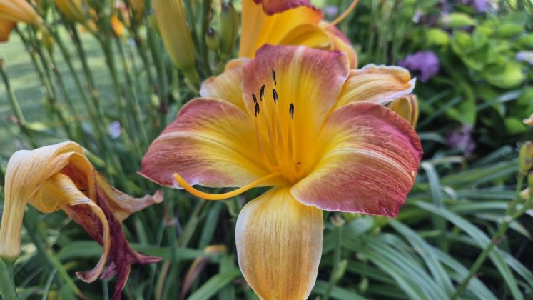 Samsung Galaxy Z Flip 7